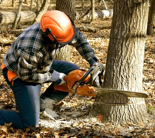 Tree Removal in Lebanon, CT